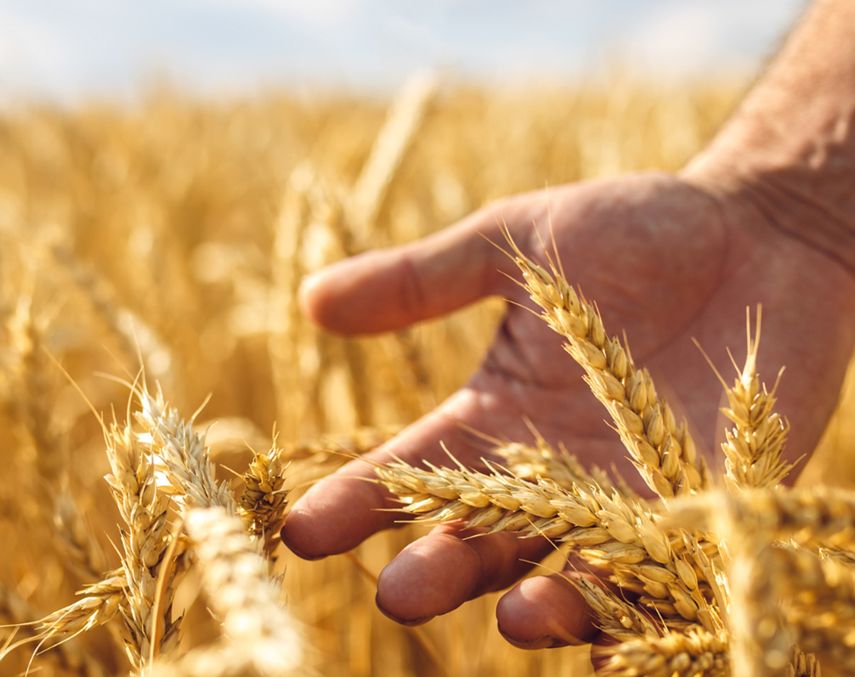 Alghero: Dalla preistoria alla tavola, il viaggio millenario del grano