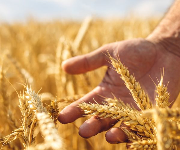 Alghero: Dalla preistoria alla tavola, il viaggio millenario del grano