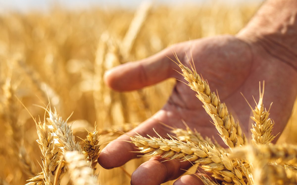 Alghero: Dalla preistoria alla tavola, il viaggio millenario del grano